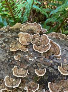 Sienna Boucher//staff photo. 
Turkey tail mushrooms.