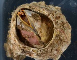 Contributed photo
A center piece of this story, the barnacle Balanus nubilus (Darwin).