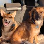 Contributed photo
Bailey and Bellamy.