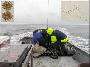 Contributed photos/Dylan Greenwald, except Skeletonema = Wikipedia
Two members of Team Ocean of PEF are shown resetting the Niskin bottles on the rosette aboard the R/V Kittiwake while cruising within San Juan Channel during Fall 2021. Niskin bottles were used to collect water, including for chlorophyll analysis to track phytoplankton abundance. Insets: upper left = Alexandrium spp., upper right = Skeletonema spp.