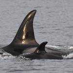 Contributed photo by the Center for Whale Research
Mother J37 with baby J59.