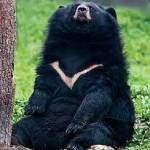 animalsasia.org/contributed photo A Moon Bear living in a sanctuary.