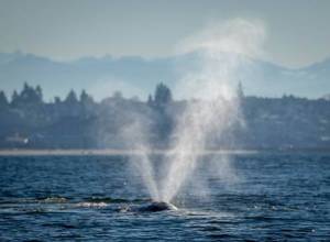 Contributed by Orca Network, photo by Janine Harles Gray 
CRC22, Earhart