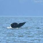 Contributed by Orca Network, photo by Marilyn Armbruster Gray CRC531