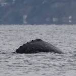 Contributed by Orca Network, photo by Jill Hein Gray 
CRC53, Little Patch