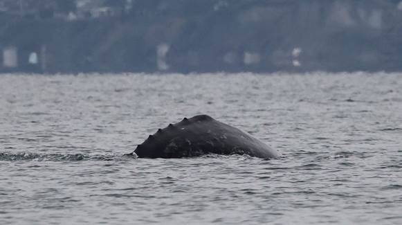 Contributed by Orca Network, photo by Jill Hein Gray 
CRC53, Little Patch