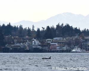Contributed photo/ Monika Wieland Shields
J-pod was seen swimming around Friday Harbor last week.