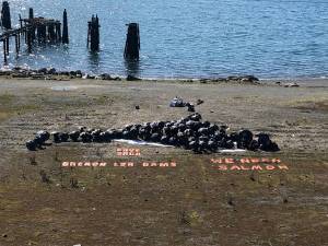 Tate Thomson/Staff photo
Islanders came together to form an orca mural on Jackson Beach on March 19. Words read Save Orca. Breach LSR dams. We need salmon.