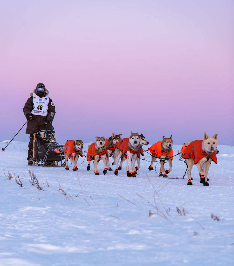 Chad Stoddard places seventh in 2022 Iditarod race | The Journal of the ...