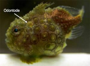 Contributed photo
Macro photograph of a live Pacific Spiny Lumpsucker showing the pattern and placement of odontodes. This whole individual was 5.6 cm long.