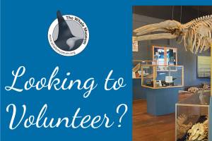 The Whale Museum/Contributed photo