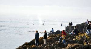 www.orca.wa.gov/contributed photo