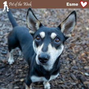 Contributed photo by the Animal Protection Society of Friday Harbor