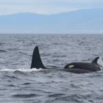 Contributed photo by the Center for Whale Research
K20 and K45