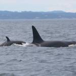 Contributed photo by the Center for Whale Research 
K20 and K45