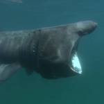 Contributed photo by Romney McPhie
A feeding Basking shark.