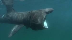 Contributed photo by Romney McPhie
A feeding Basking shark.