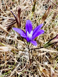 Contributed photo by Adam Martin
Indian Valley Brodiaea