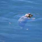 Kelley Balcomb-Bartok / Staff photo
A harbor seal floats lethargically in the shallow waters near the site of the vessel sinking surrounded by a sheen of diesel fuel.