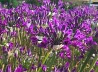 Contributed photo by the San Juan County Conservation Land Bank