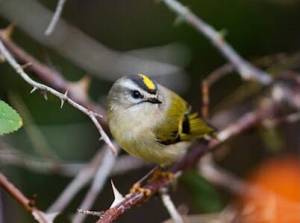 Contributed photo by Rebecca Cook