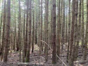 Contributed photo by the SJI Trails Comittee.