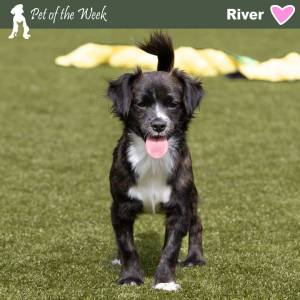 Contributed photo by the Animal Protection Society
River is ready to play at his forever home.