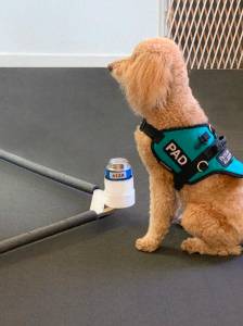 Contributed photo by Val Curtis of Treehouse Creative Digital Solutions
Rowan waiting patiently at work