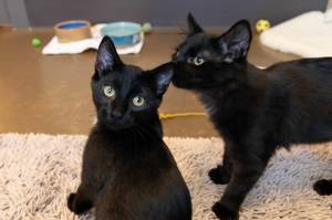 Contributed photo by the Animal Protection Society- Friday Harbor
Professional hide and seekers Spock and Kirk