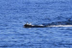 Contributed photo by the Orca Network