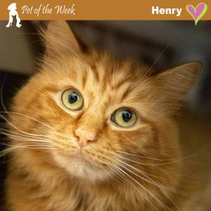 Contributed photo by the Animal Protection Society - Friday Harbor
Henry, born ready for fall.