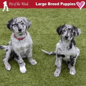 Contributed photo by the Animal Protection Society - Friday Harbor
Two of the puppies looking for their forever home.