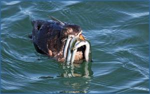 Contributed photo by Andrew Reding
This Rhinoceros Auklet will fill its mouth with as many sand lance as it can to bring back to its nest. From birds to salmon, to killer whales, and humans, we all depend on small forage fish like these and the habitat that sustains themculturally, economically, and intrinsically! And they depend on us as stewards of this special place.