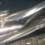 Contributed photo by 5th Life Productions
A school of Pacific sand lance swimming underwater. Forage fish like these utilize beaches to lay their eggsthe same shoreline areas that we humans also concentrate our activities on, making them vulnerable to shoreline alterations such as armoring or bulkheads, docks, roads, and the removal of vegetation.