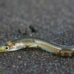 Contributed photo by Ground Truth Trekking
You can help forage fish like this Pacific sand lance by keeping beaches natural with plenty of overhanging native trees and shrubs. Large driftwood is also beneficial as it helps to maintain cool and moist conditions for the tiny eggs.