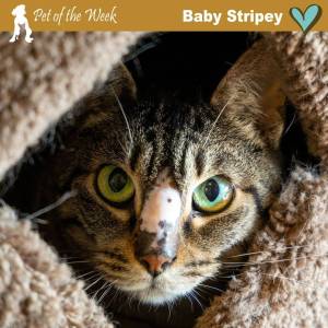 Contributed photo by the Animal Protection Society - Friday Harbor
Baby Stripey in the Shy Boy Room waiting for his forever person.