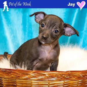 Contributed photo by the Animal Protection Society - Friday Harbor
Jay doing his perfect Tiny Tim impression.