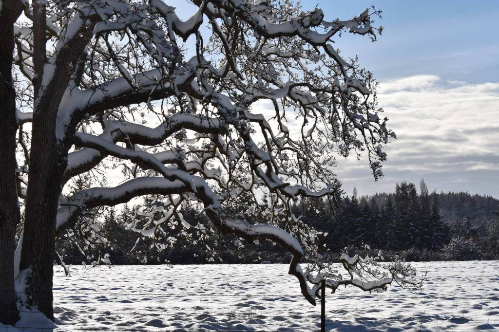 Kelley Balcomb-Bartok \ Staff photo
Snow clings to the branches during a snowy cold snap on San Juan island.
