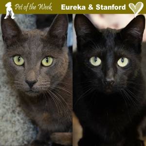 Contributed photo by the Animal Protection Society- Friday Harbor
Brothers Eureka and Stanford