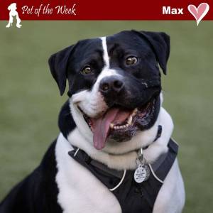 Contributed photo by the Animal Protection Society - Friday Harbor
Max showing off his goofy lovable personality.