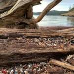 Contributed photo by Friends of the San Juans
After the king tide, a lot of microplastics are brought further up into the beach and deposited into nearshore vegetation. You may have noticed an increase in litter along our beaches—please help pick up this litter when you get the chance!