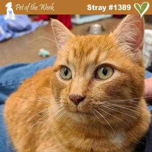 Contributed photo by the Animal Protection Society - Friday Harbor
Stray 1389, whats her name? She isnt telling.