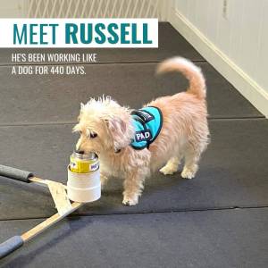 Contributed photo by PADs
Russell working like a dog!