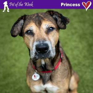 Contributed photo by the Animal Protection Society - Friday Harbor
Princess - living her best life.