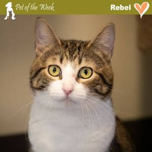 Contributed photo by the Animal Protection Society - Friday Harbor
Rebel, looking for an adventure.