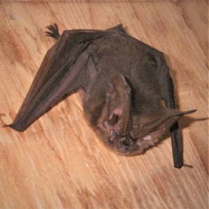 Contributed photo by Russel Barsh
A solo Townsend’s Big-Eared Bat found in a toolshed.