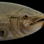 Contributed photo by SJIMA
Raven Skyriver Chinook King Salmon, 2020 Free hand-sculpted glass 24 x 7 x 16