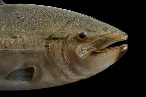 Contributed photo by SJIMA
Raven Skyriver Chinook King Salmon, 2020 Free hand-sculpted glass 24 x 7 x 16