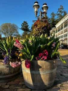 Heather Spaulding \ Staff photo
Flowers blooming at Roche Harbor. 
Heather Spaulding Staff photo
Flowers blooming at Roche Harbor.