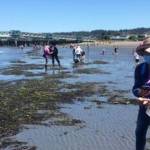 Contributed photo by Friends of the San Juans 
Volunteers looking collecting data on European Green Crabs.